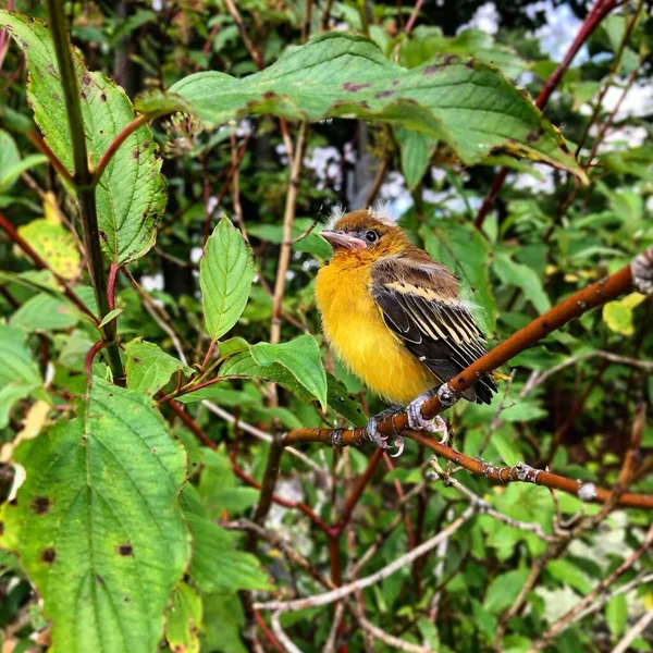 Ağaç Dalında Oturan Sevimli Minik Bir Kuşun Yakın Çekimi — Stok fotoğraf