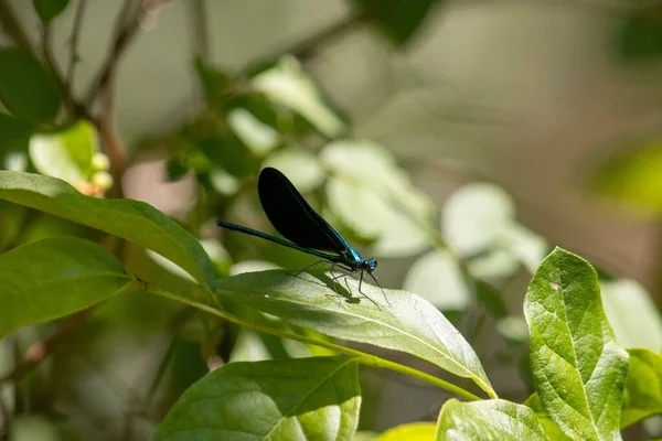 Una Macro Toma Una Libélula Alada Ébano Sobre Una Hoja — Foto de Stock