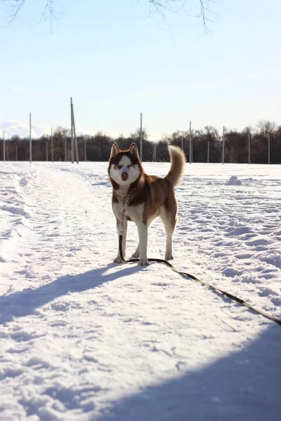 Zvědavý Sibiřský Husky Stojí Venku Během Zimy — Stock fotografie