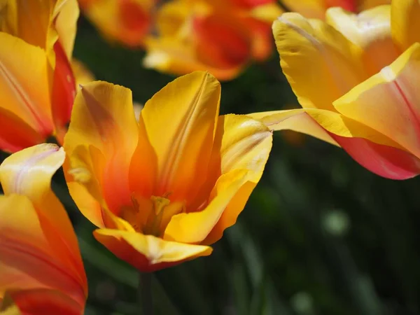 Kwitnie Żółty Tulipan Holland Michigan Selektywne Skupienie Użyte Podkreślenia Kwiatu — Zdjęcie stockowe