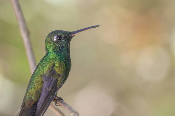 Zbliżenie Ujęcia Kolibra Siedzącego Gałęzi — Zdjęcie stockowe