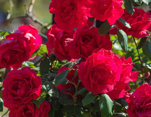 Крупный План Красивых Красных Роз Цветущих Саду — стоковое фото