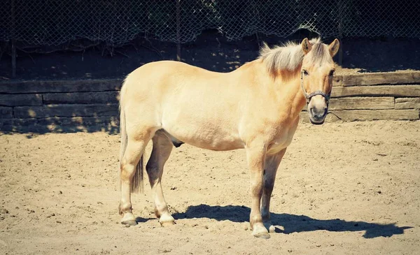 Cheval Blanc Debout Dans Sable Dans Une Écurie — Photo