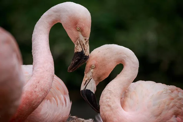 Two Chilean Flamingos Taking Care Each Other — Stock Photo, Image