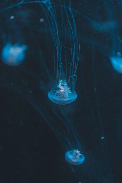 Вертикальный Снимок Медузы Длинными Щупальцами Глубоком Тёмном Океане — стоковое фото