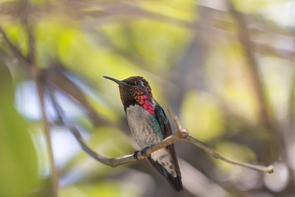 Close Beija Flor Bonito Sentado Galho Árvore Durante Dia — Fotografia de Stock