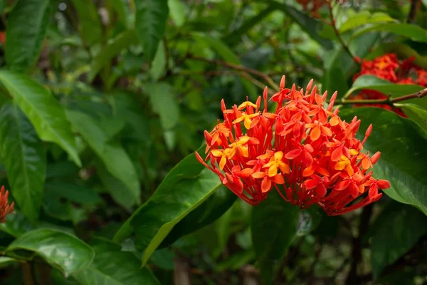 Gros Plan Fleurs Ashoka Orange Saraca Asoca — Photo