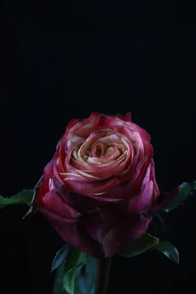 Eine Vertikale Aufnahme Einer Magentafarbenen Rose Isoliert Auf Schwarzem Hintergrund — Stockfoto