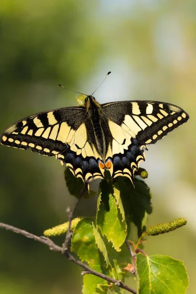 Prise Vue Macro Swallowtail Papillon Sur Une Feuille Plante Dans — Photo