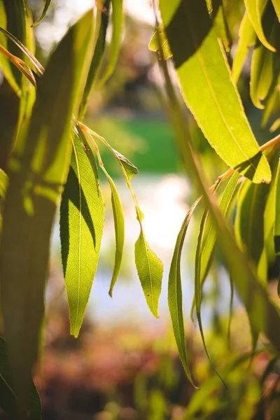 Зеленые Большие Листья Молодого Дерева Солнечный День — стоковое фото