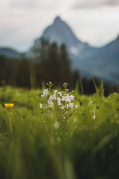 Вертикальный Селективный Снимок Красивого Нежного Белого Цветка Кукушки Посреди Зеленого — стоковое фото