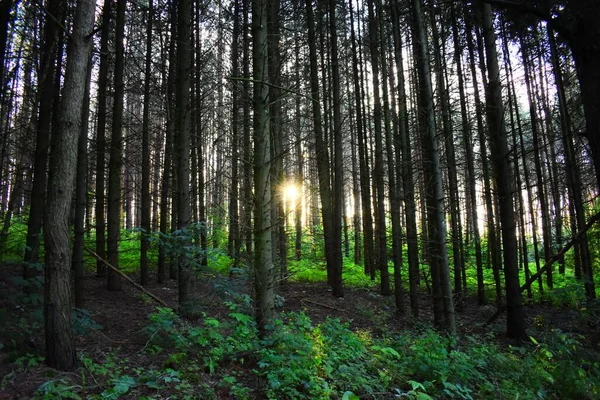 太陽に背の高い森 — ストック写真