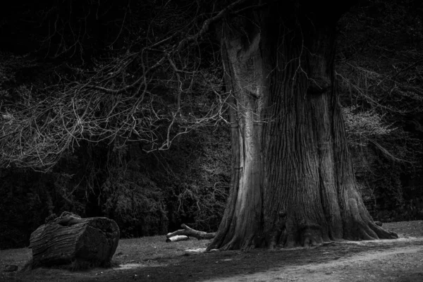 Plan Niveaux Gris Arbre Épais Avec Des Branches Nues Dans — Photo