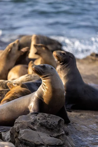 Inquadratura Verticale Selettiva Foche Foche Che Crogiolano Sole Sulla Spiaggia — Foto Stock