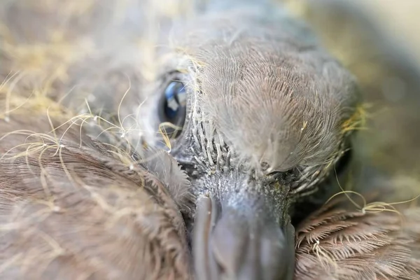 Close Shot Duck Lying Beak Its Own Feathers — Stock Photo, Image