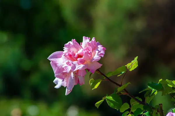 Tiro Close Uma Rosa Bonita Florescendo Jardim — Fotografia de Stock