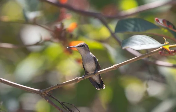 Gün Boyunca Ağaç Dalında Oturan Şirin Bir Sinekkuşunun Yakın Çekimi — Stok fotoğraf