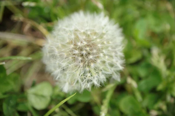 Detailní Záběr Obyčejné Pampelišky Taraxacum Officinale — Stock fotografie