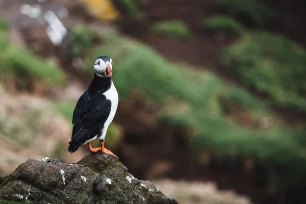 Macareux Atlantique Debout Sur Une Falaise Côtière — Photo