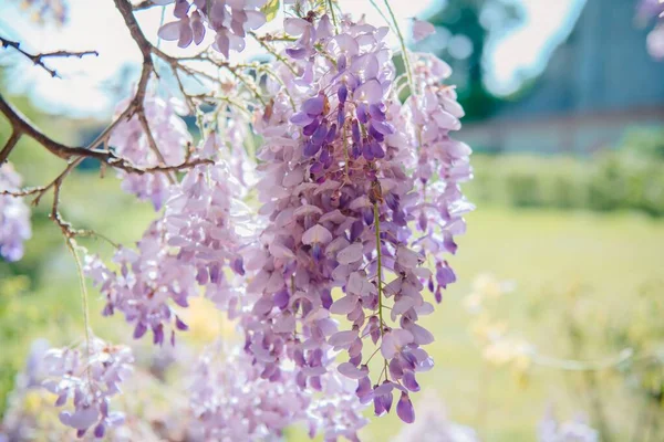 Close Shot Gorgeous Blossom Chinese Wisteria Spring — Stock Photo, Image