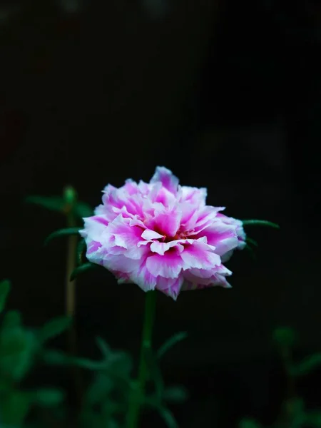 Cierre Vertical Una Flor Peonía Rosa Floreciendo Sobre Fondo Negro —  Fotos de Stock
