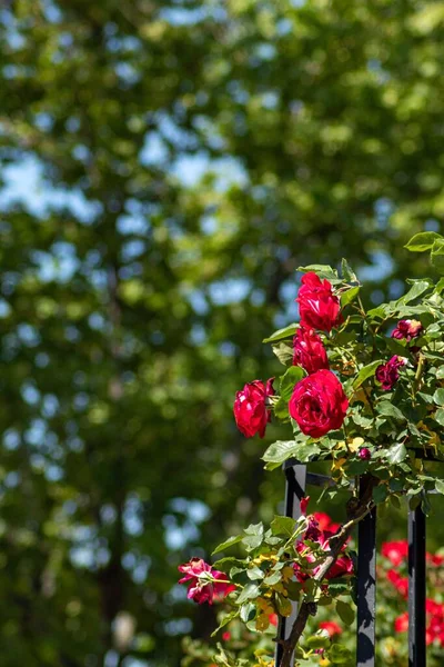 Kırmızı Bahçe Gül Bitkisinin Dikey Görüntüsü Bulanık Yeşil Arkaplan — Stok fotoğraf