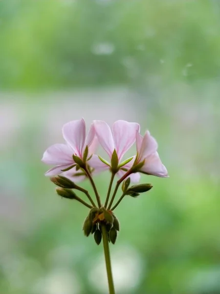 Bulanık Yeşil Arka Planda Pembe Sardunya Çiçeklerinin Sığ Odağı — Stok fotoğraf