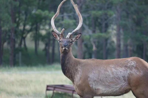 美国南达科他州一只漂亮鹿的特写镜头 — 图库照片