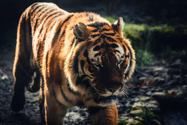 Gros Plan Grand Tigre Marchant Travers Champ — Photo