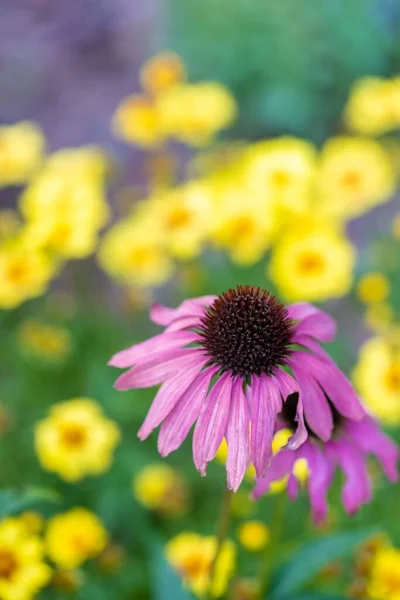 Eine Vertikale Nahaufnahme Eines Blühenden Lila Sonnenhuts Mit Gelben Blüten — Stockfoto