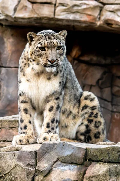 Leopard Sněžný Panthera Uncia Sedí Kamenech Dívá Stranou — Stock fotografie