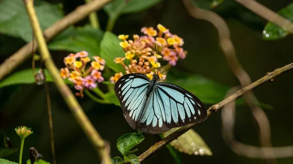 在野花上的安第斯漫游蝴蝶 Pareronia Hippia — 图库照片
