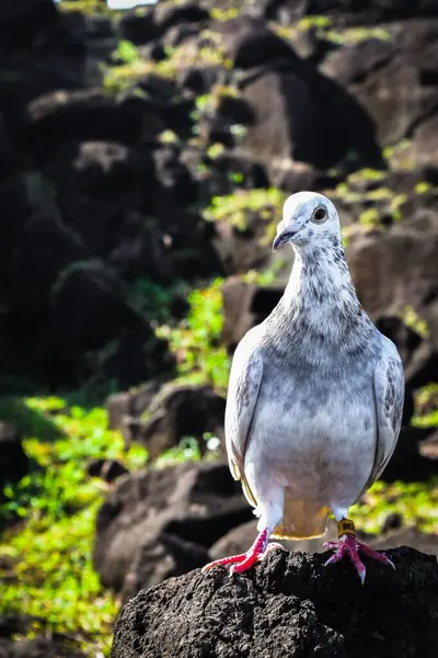 Vertical Closeup Dove Perched Rock — Stock Photo, Image