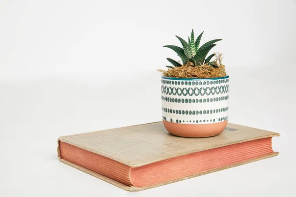 Uma Planta Decorativa Haworthia Pote Cima Livro Com Fundo Branco — Fotografia de Stock