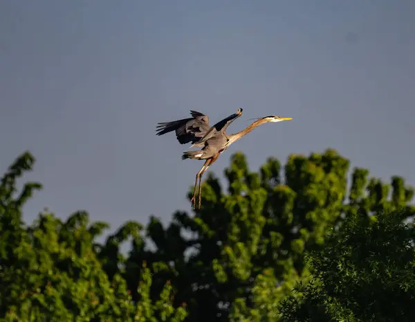 Une Grue Grise Survolant Les Arbres — Photo