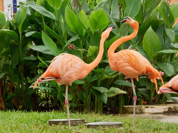 在自然环境和植被中捕获的一对粉红火烈鸟 — 图库照片
