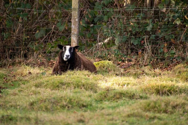 Uma Ovelha Balwen Welsh Montanha Sentado Grama — Fotografia de Stock