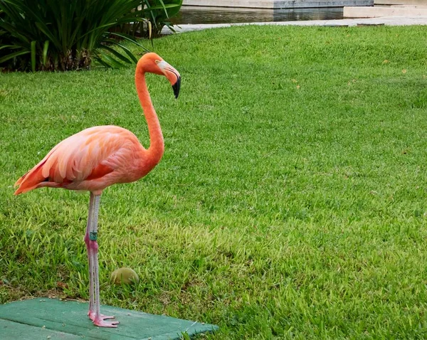 Den Vackra Rosa Flamingo Fångas Den Gröna Parken — Stockfoto