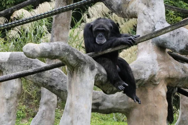 Black Chimpanzee Sitting Tree Branch — Stock Photo, Image