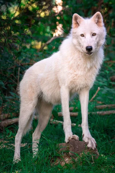 Een Close Van Een Witte Poolwolf Canis Lupus Arctos Die — Stockfoto