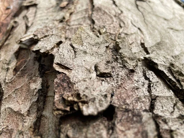 Primer Plano Una Textura Corteza Árbol — Foto de Stock