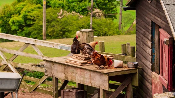 Gallo Polli Che Mangiano Cereali Azienda Agricola Con Una Valle — Foto Stock