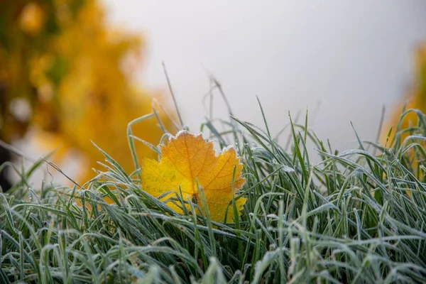Sarı Bir Asma Yaprağı Sabah Çiğ Bulanık Bir Üzüm Bağıyla — Stok fotoğraf