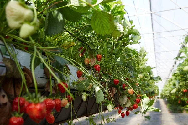 温室内の熟した未成熟のイチゴの選択的な焦点ショット — ストック写真