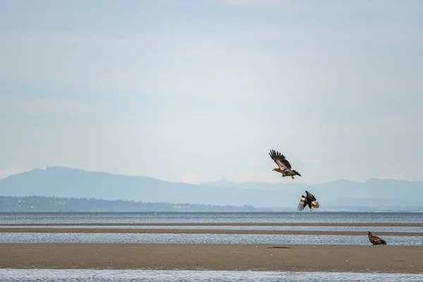 Trois Aigles Volant Sur Fond Montagnes — Photo