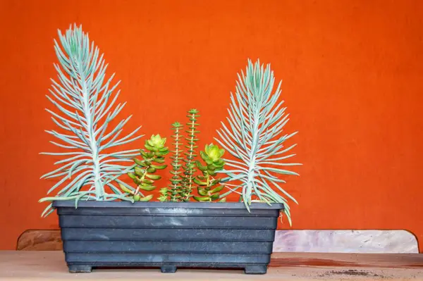 Rozemarijn Vuur Dracaena Plant Vaas Decoratie Een Oranje Bodem — Stockfoto
