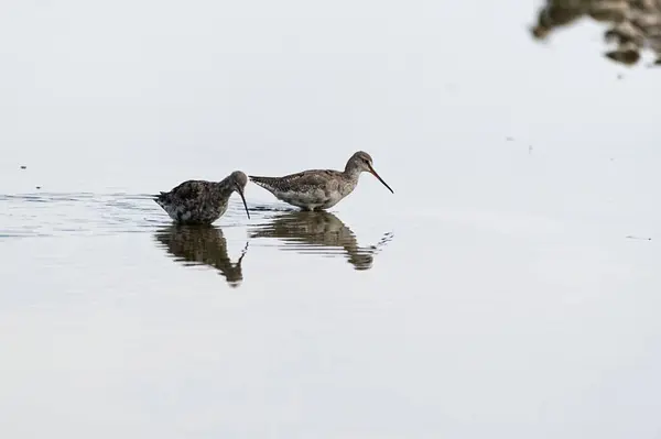 Two Long Billed Dowitcher Limnodromus Scolopaceus Clean Lake Trying Hunt — Stock Photo, Image