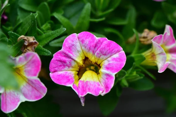 Ένα Κοντινό Πλάνο Από Μοβ Λουλούδια Calibrachoa Στον Κήπο — Φωτογραφία Αρχείου