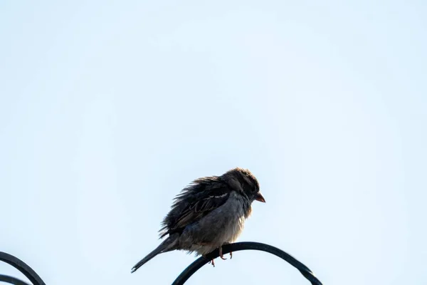 Eurasian Tree Sparrow Perched Passer Montanus — Stock Photo, Image