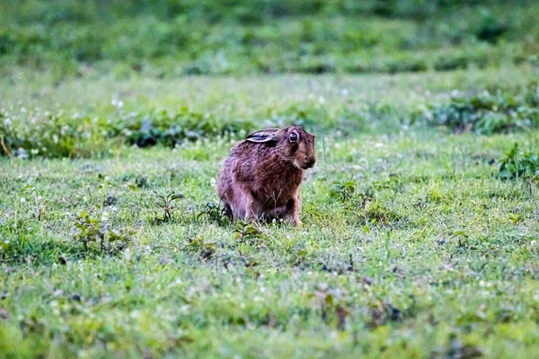 Европейский Заяц Lepus Europaeus Сидит Зеленой Траве — стоковое фото